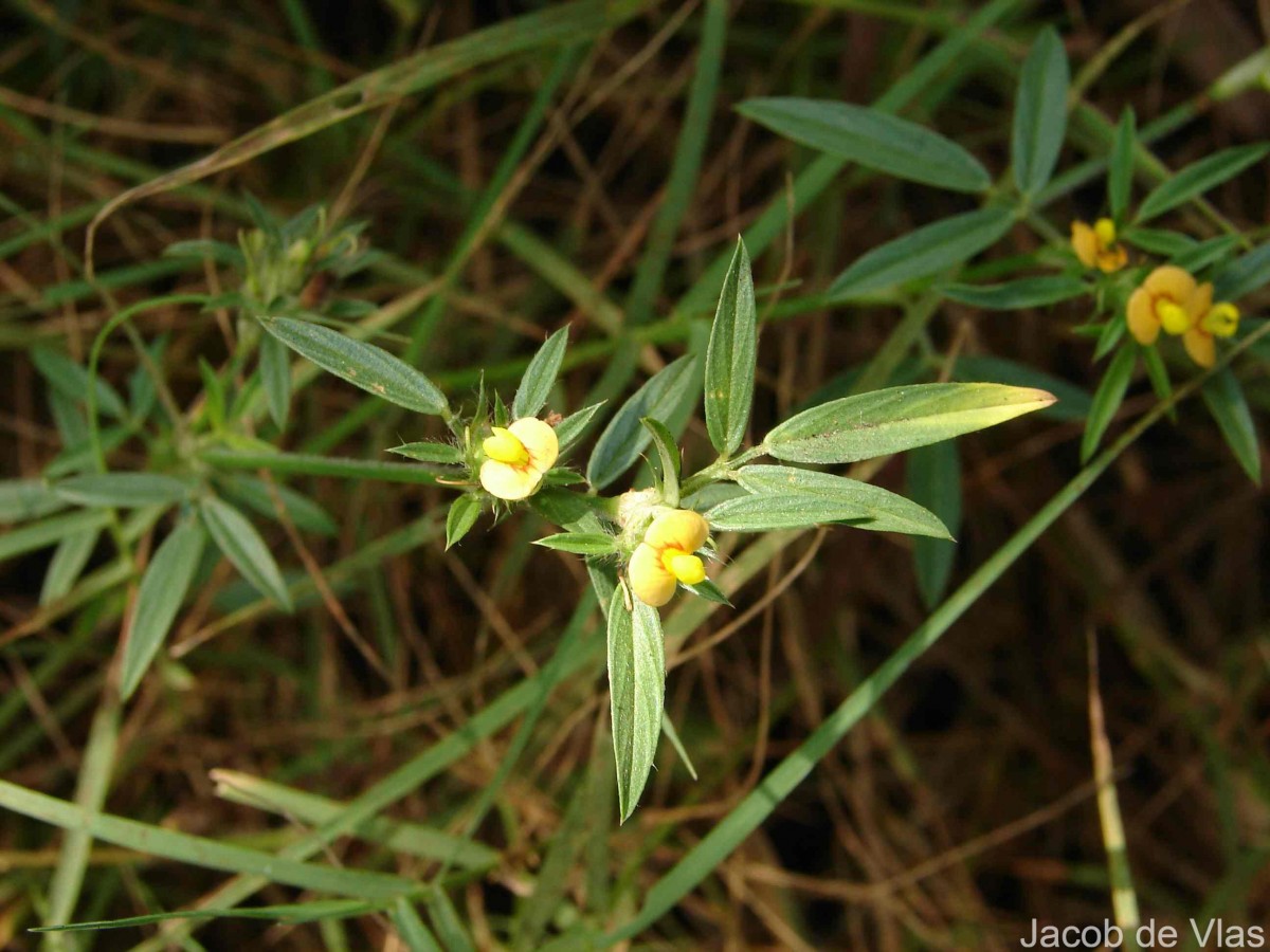 Stylosanthes guianensis (Aubl.) Sw.